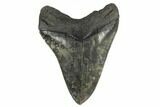Fossil Megalodon Tooth - South Carolina #170492-2